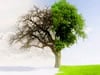Transforming the Self 